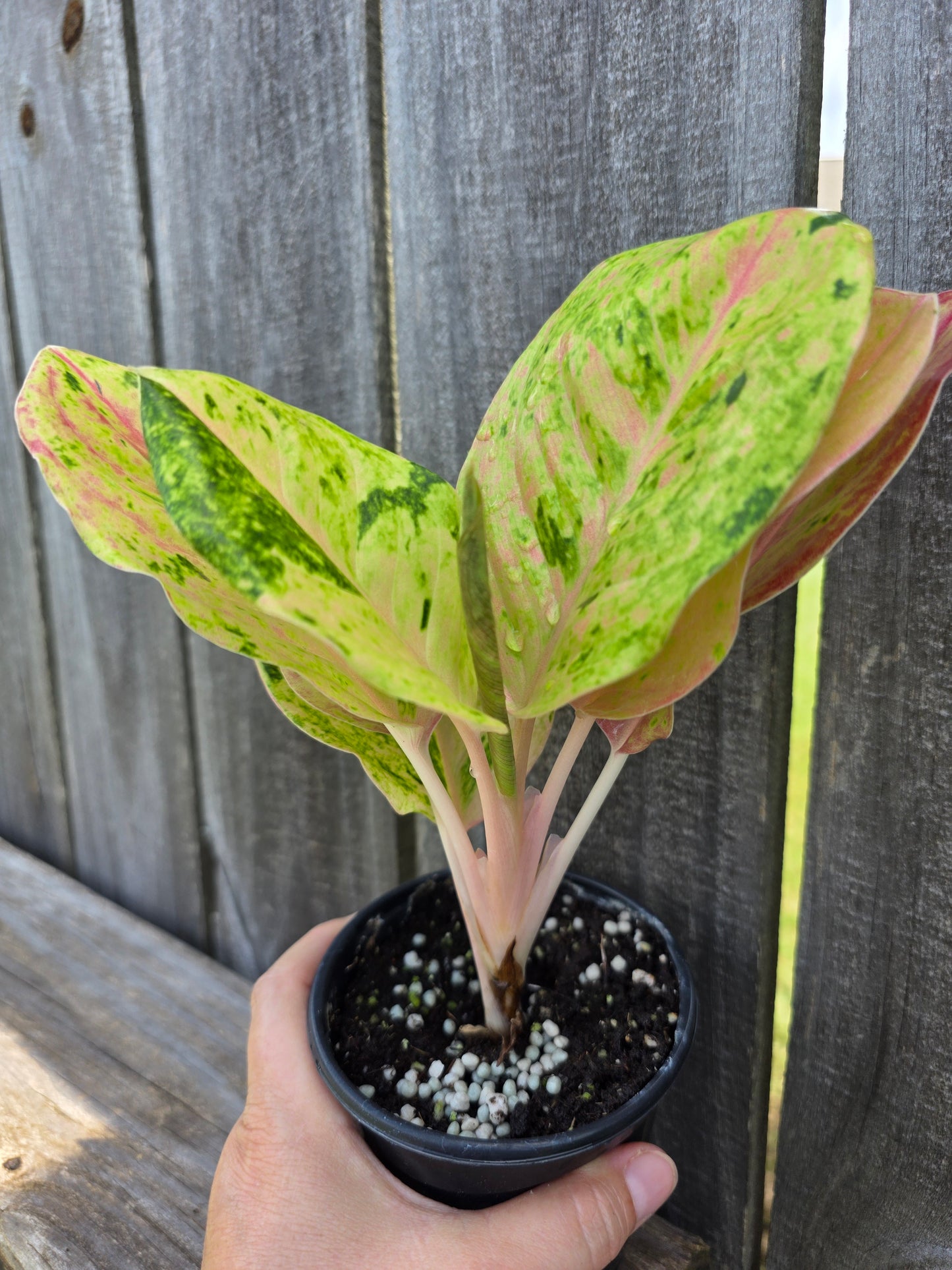 Aglaonema Pink Emerald 4"