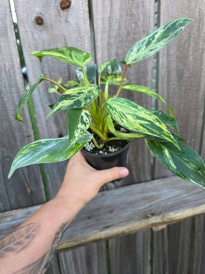 Philodendron Emerald King