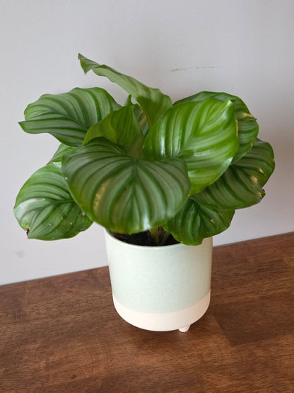 Calathea Orbifolia