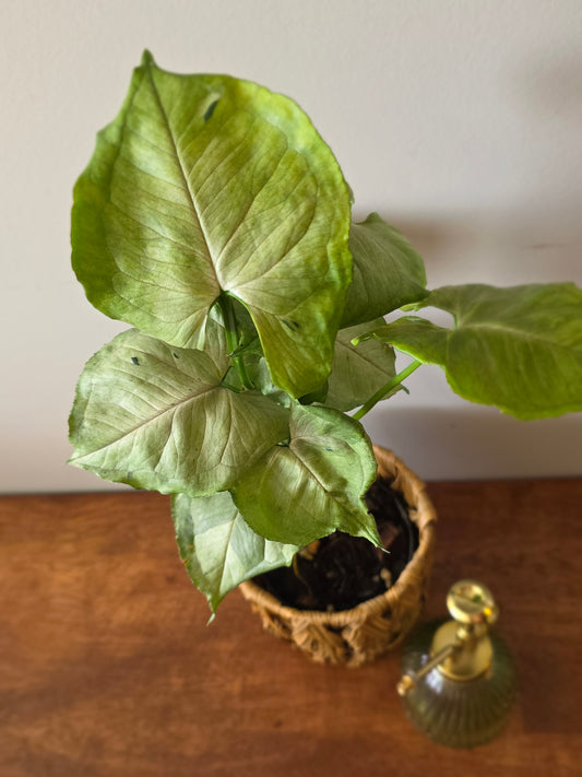 Syngonium Green Splash