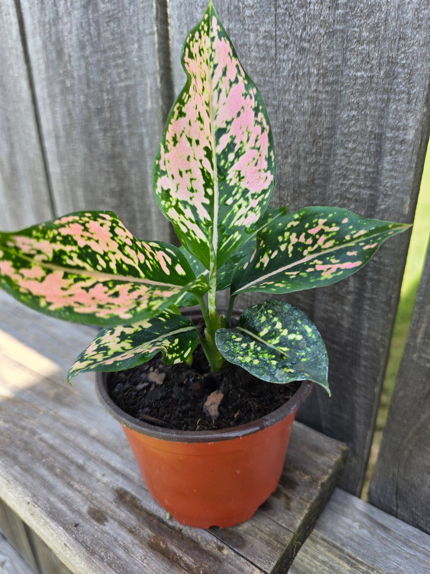 Aglaonema Pink Triphet 4"