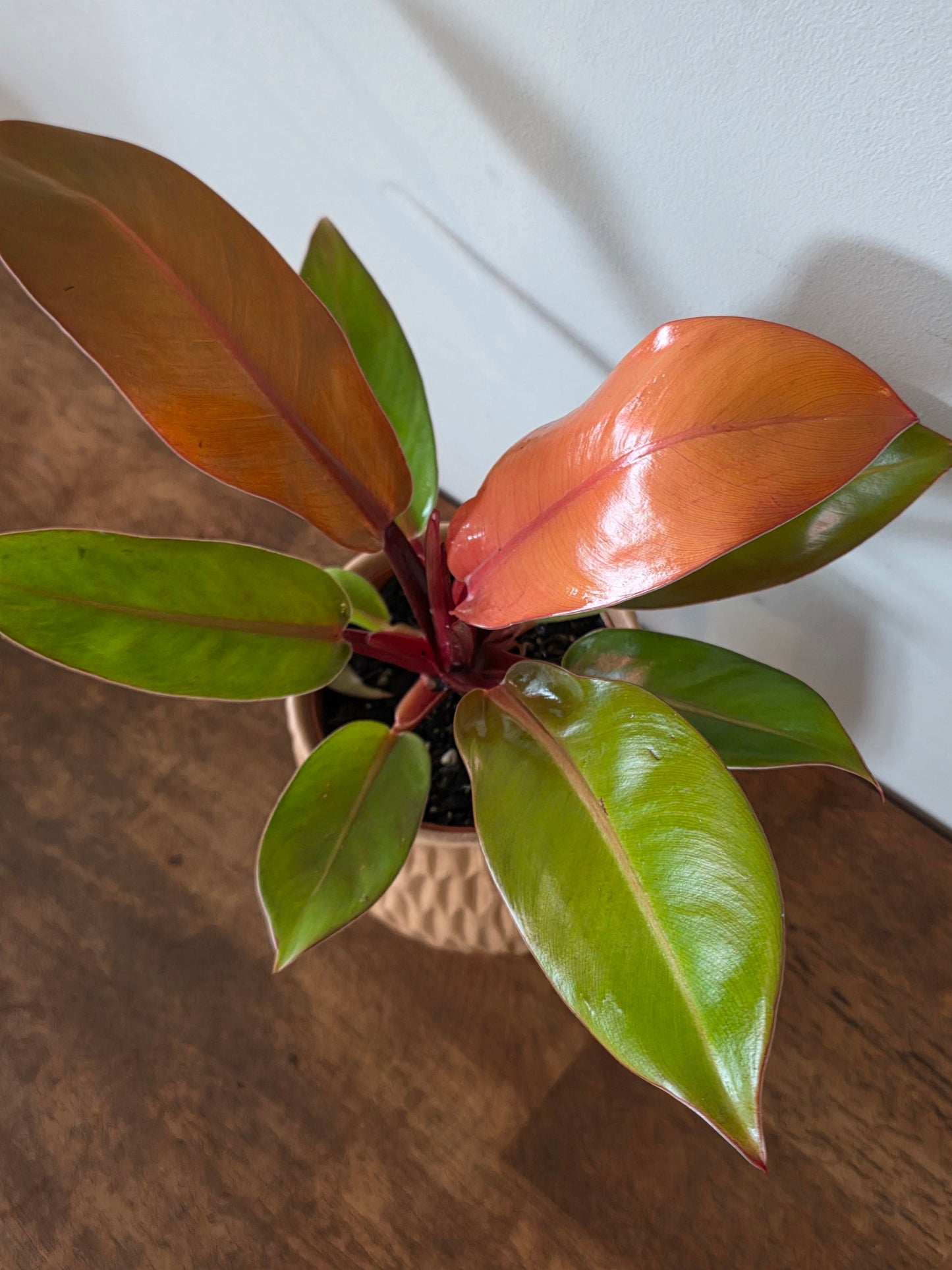 Philodendron McColley's Finale