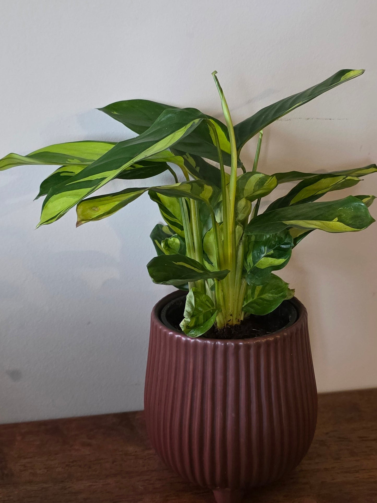 Ctenanthe Golden Mosaic