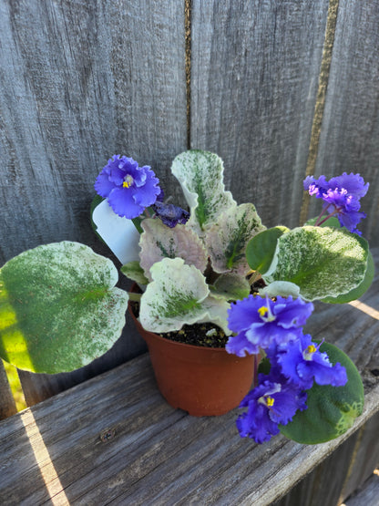 African Violet Harmony's Purple Passion 4"
