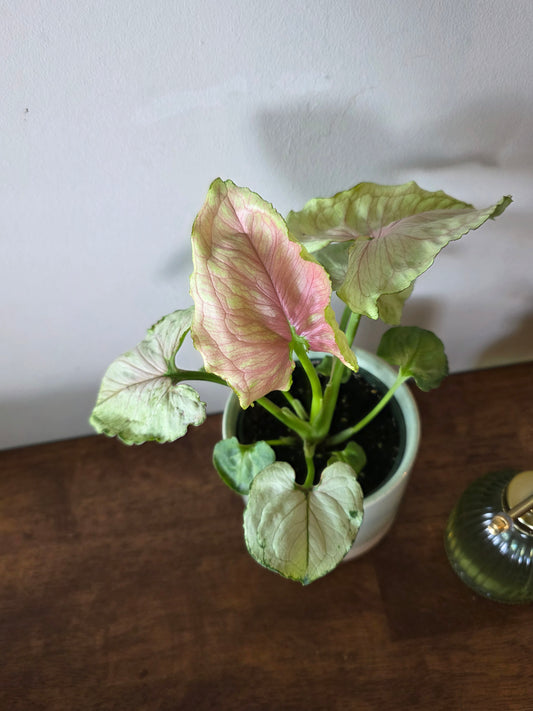 Syngonium Kiwi Delight