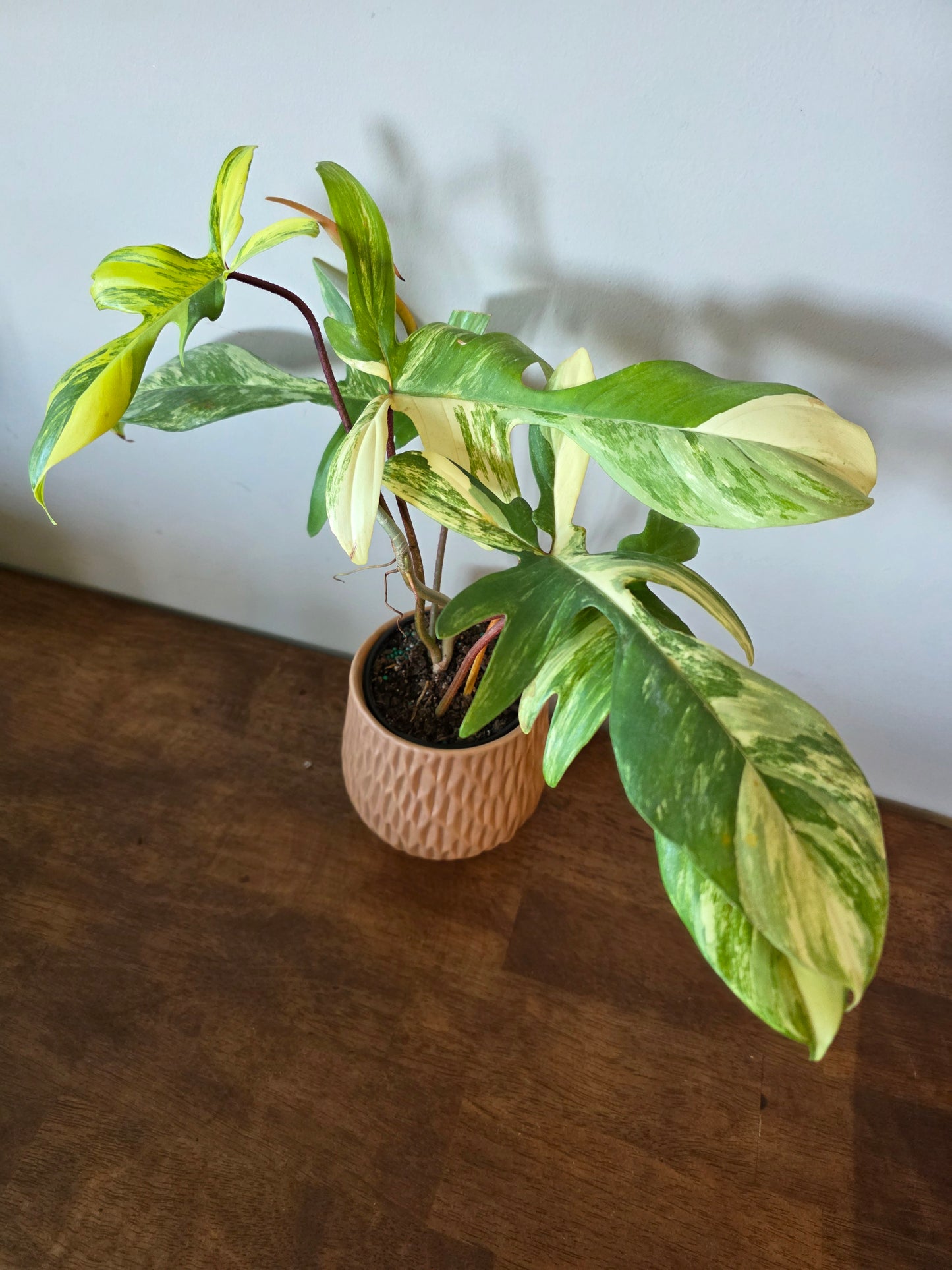 Philodendron Florida Beauty