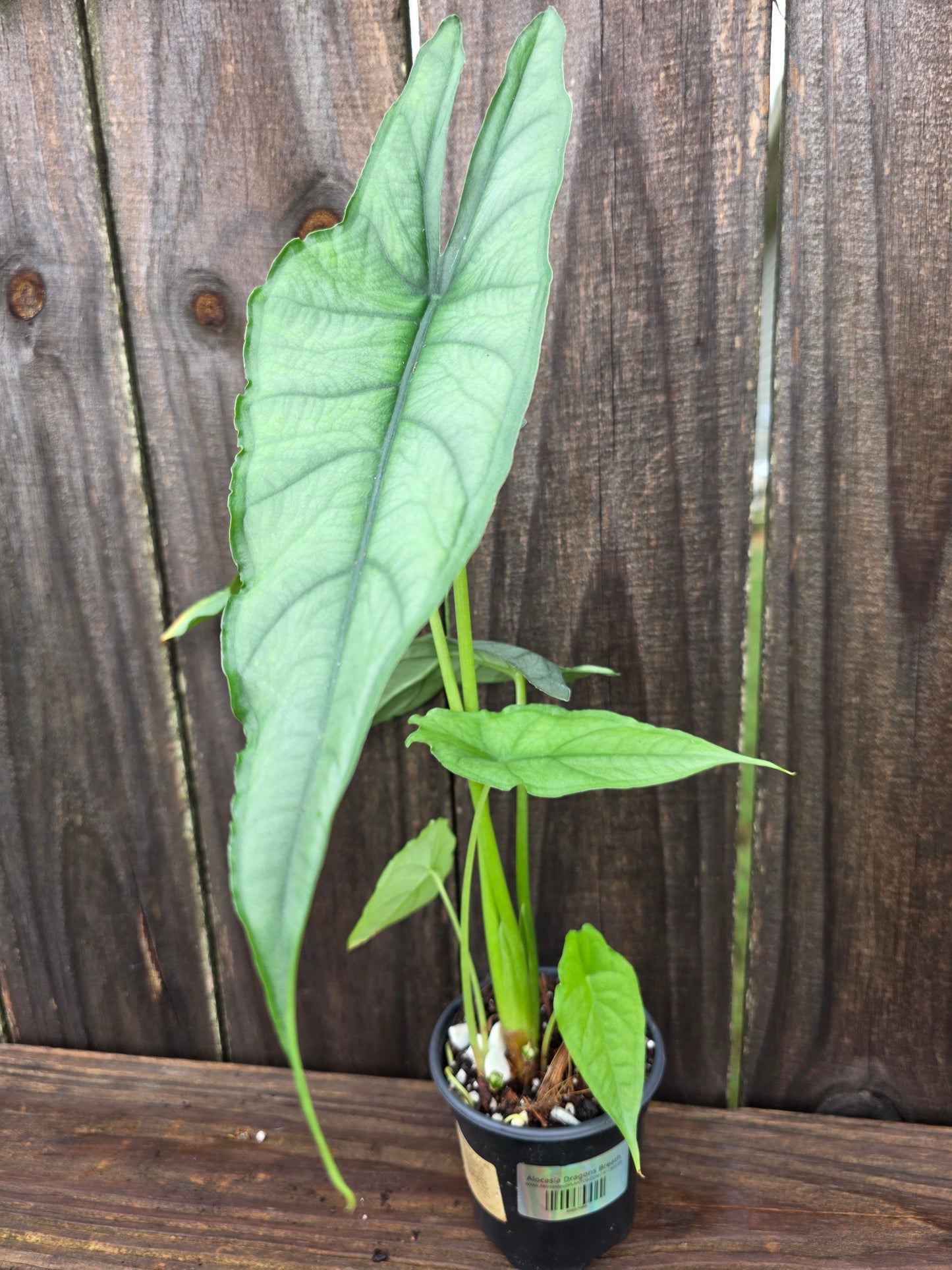 Alocasia Dragons Breath
