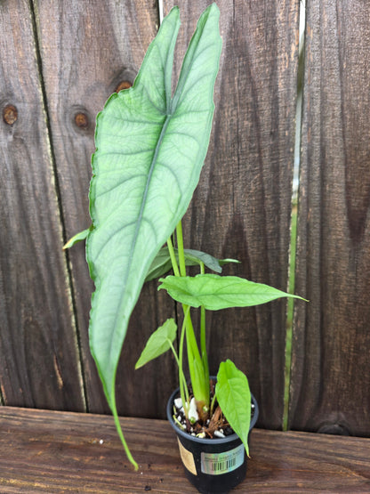 Alocasia Dragons Breath