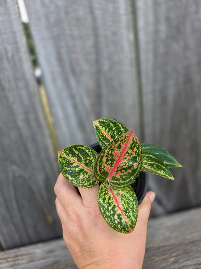 Aglaonema Golden Powder 4"