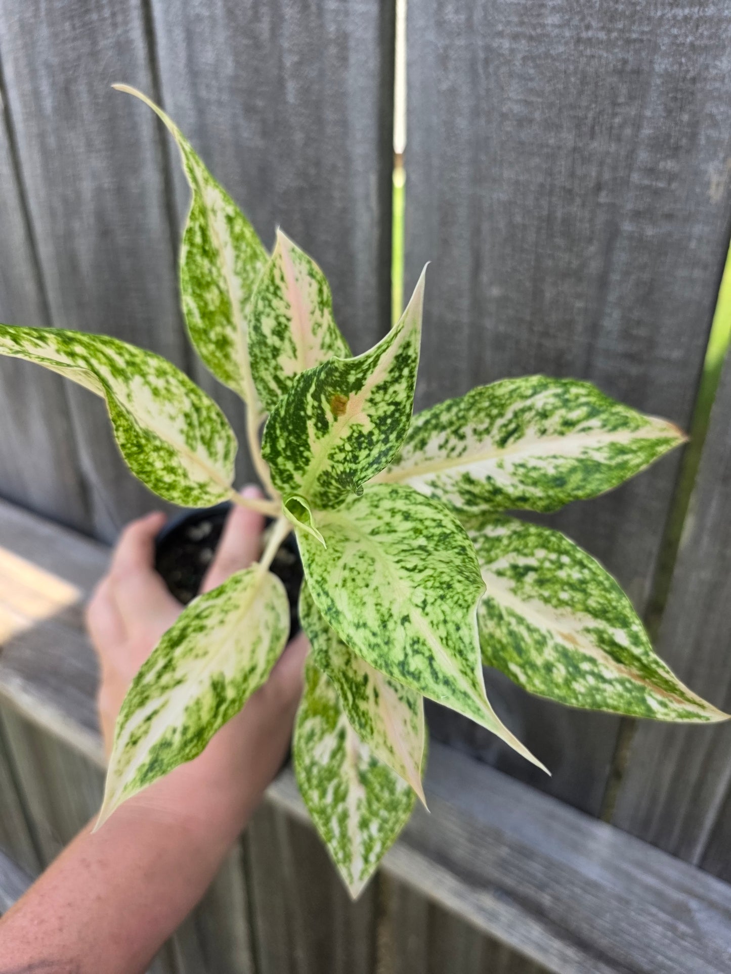 Aglaonema White Snow Dream