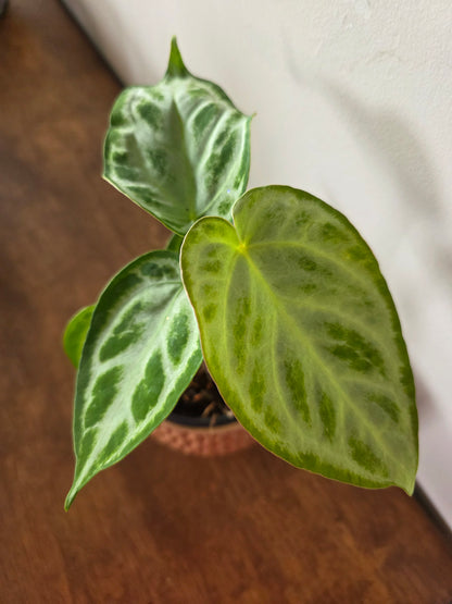 Anthurium Dorayaki x Silver Blush