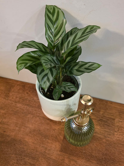 Calathea Freddie