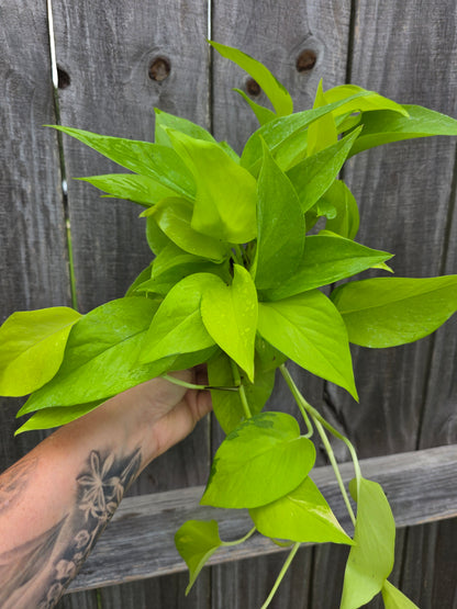 Neon Pothos 4"