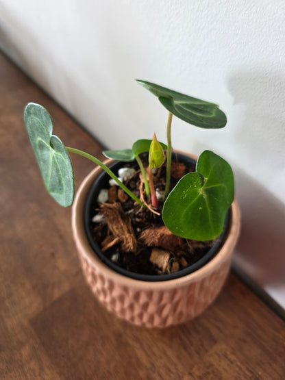 Anthurium Clarinervium