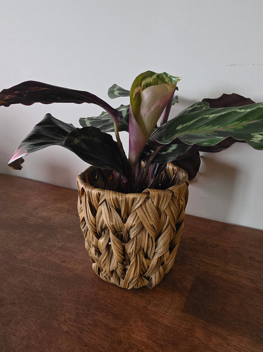 Calathea Medallion
