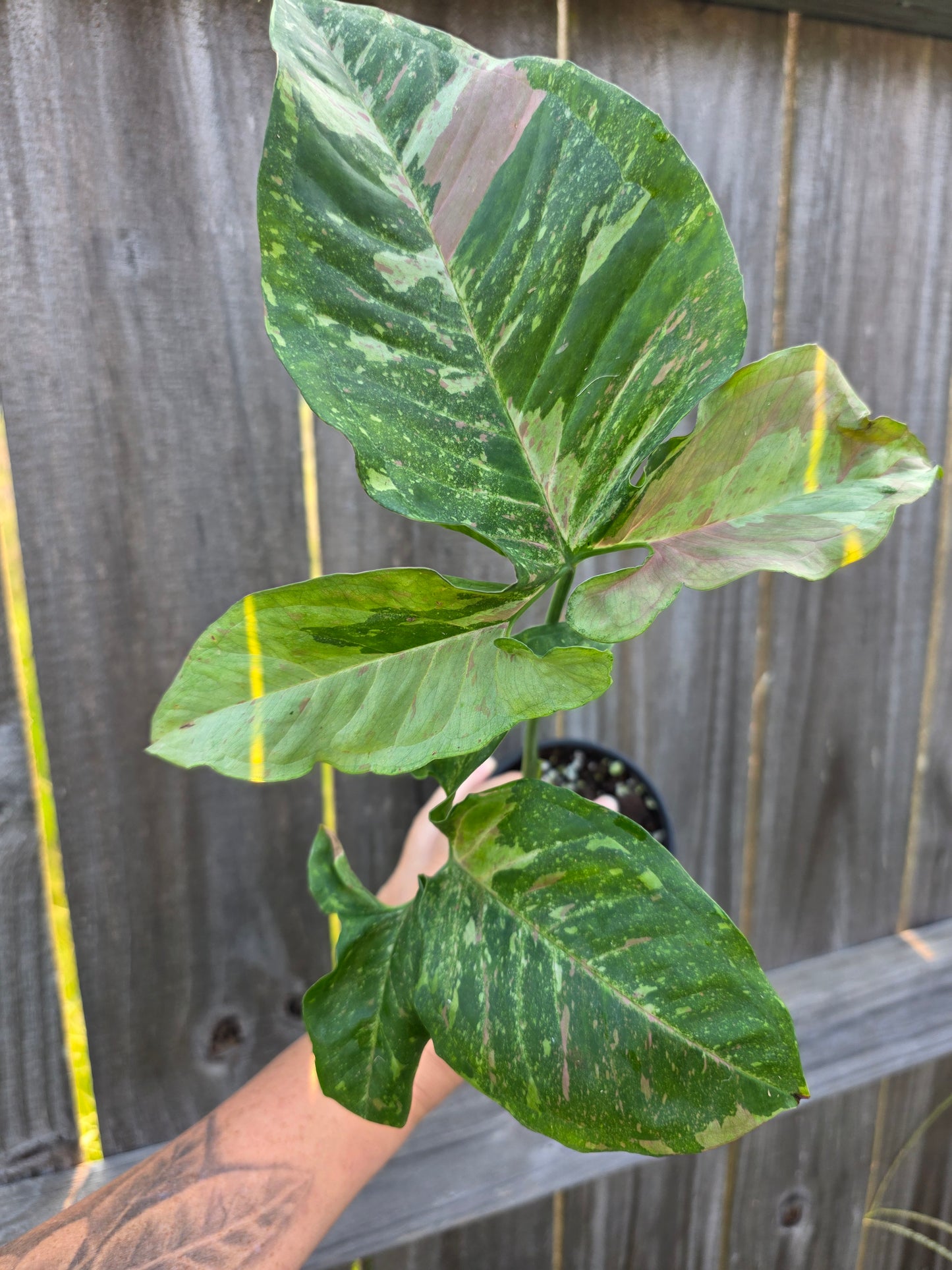 Syngonium Milk Confetti Galaxy