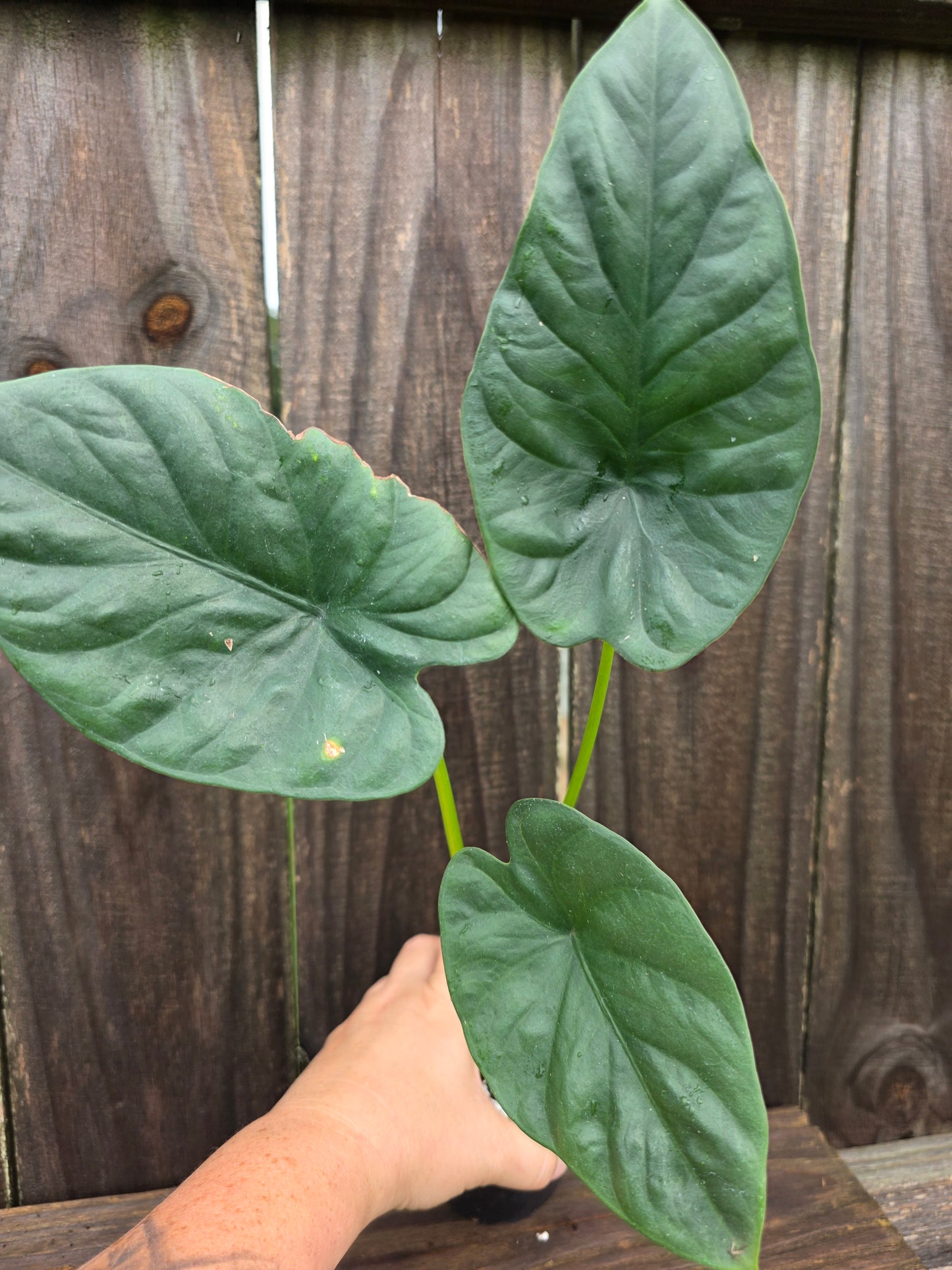 Alocasia Clypeolata
