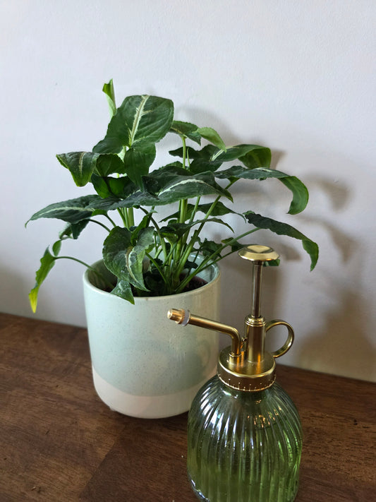 Syngonium Wendlandii
