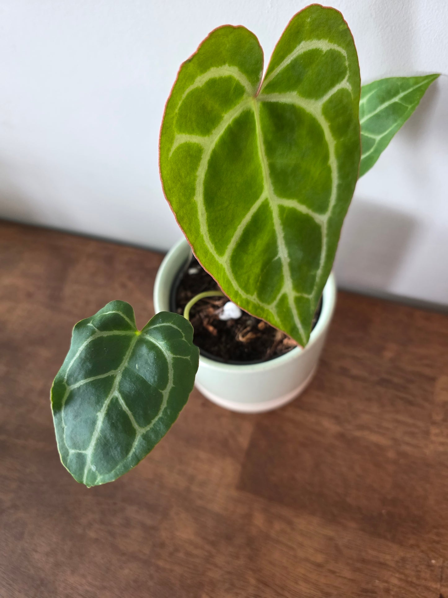 Anthurium Crystallinum