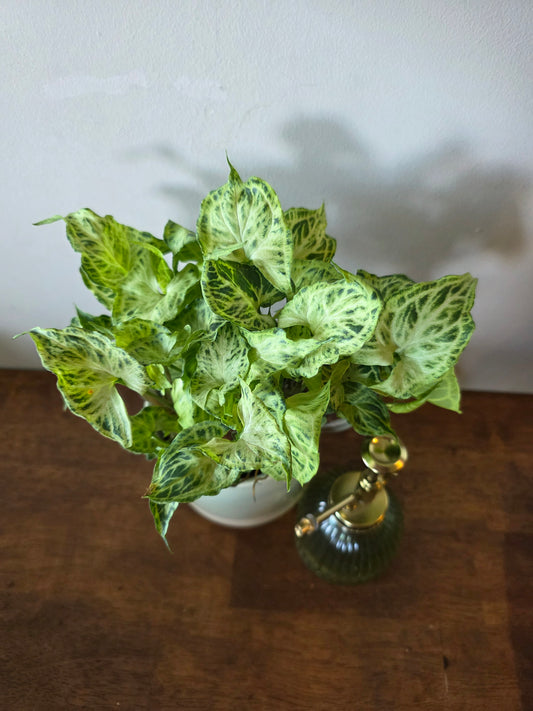 Syngonium Batik