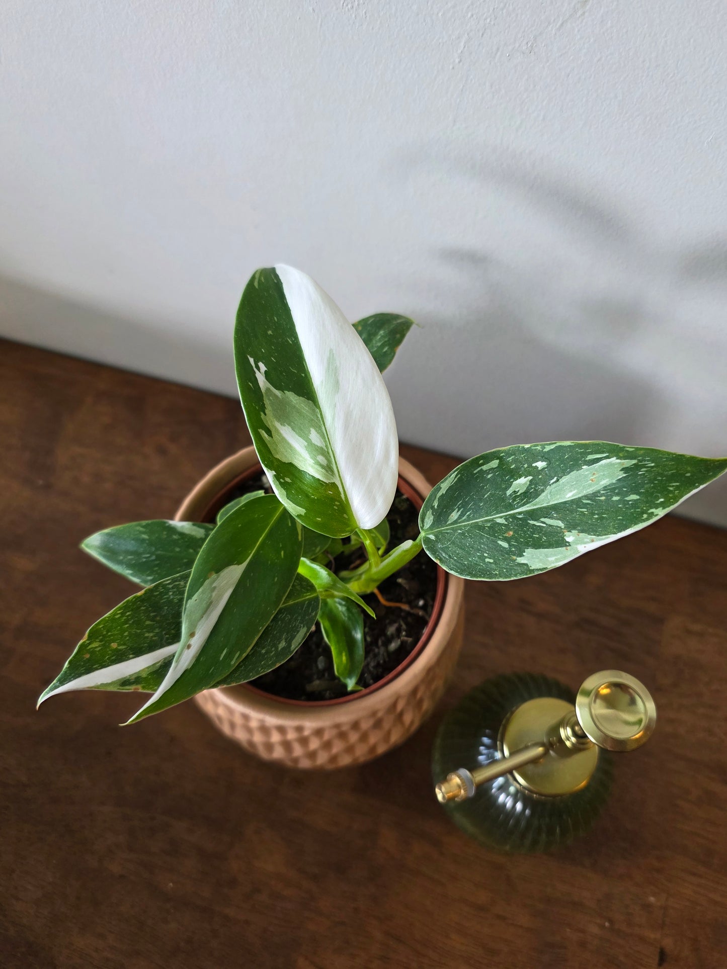 Philodendron White Princess