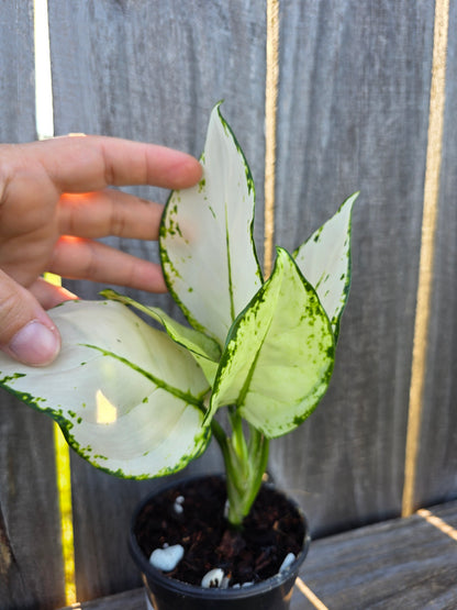 Aglaonema Super White 4"