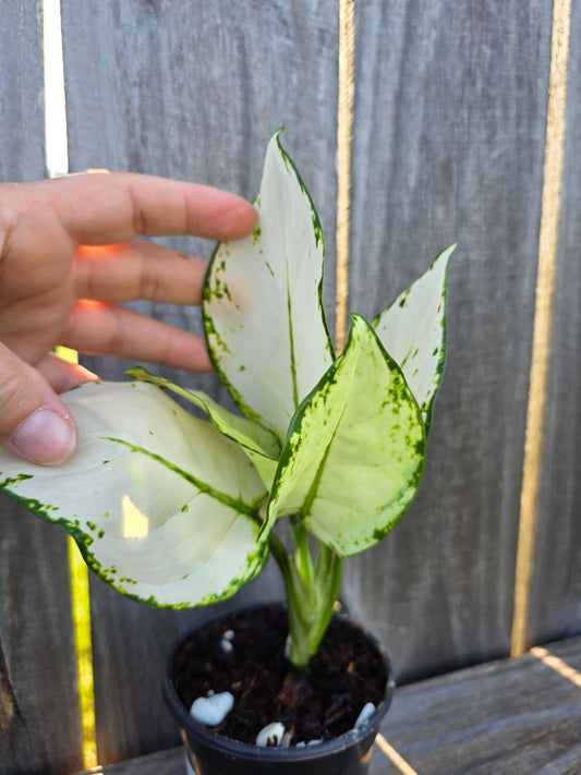 Aglaonema Super White 4"