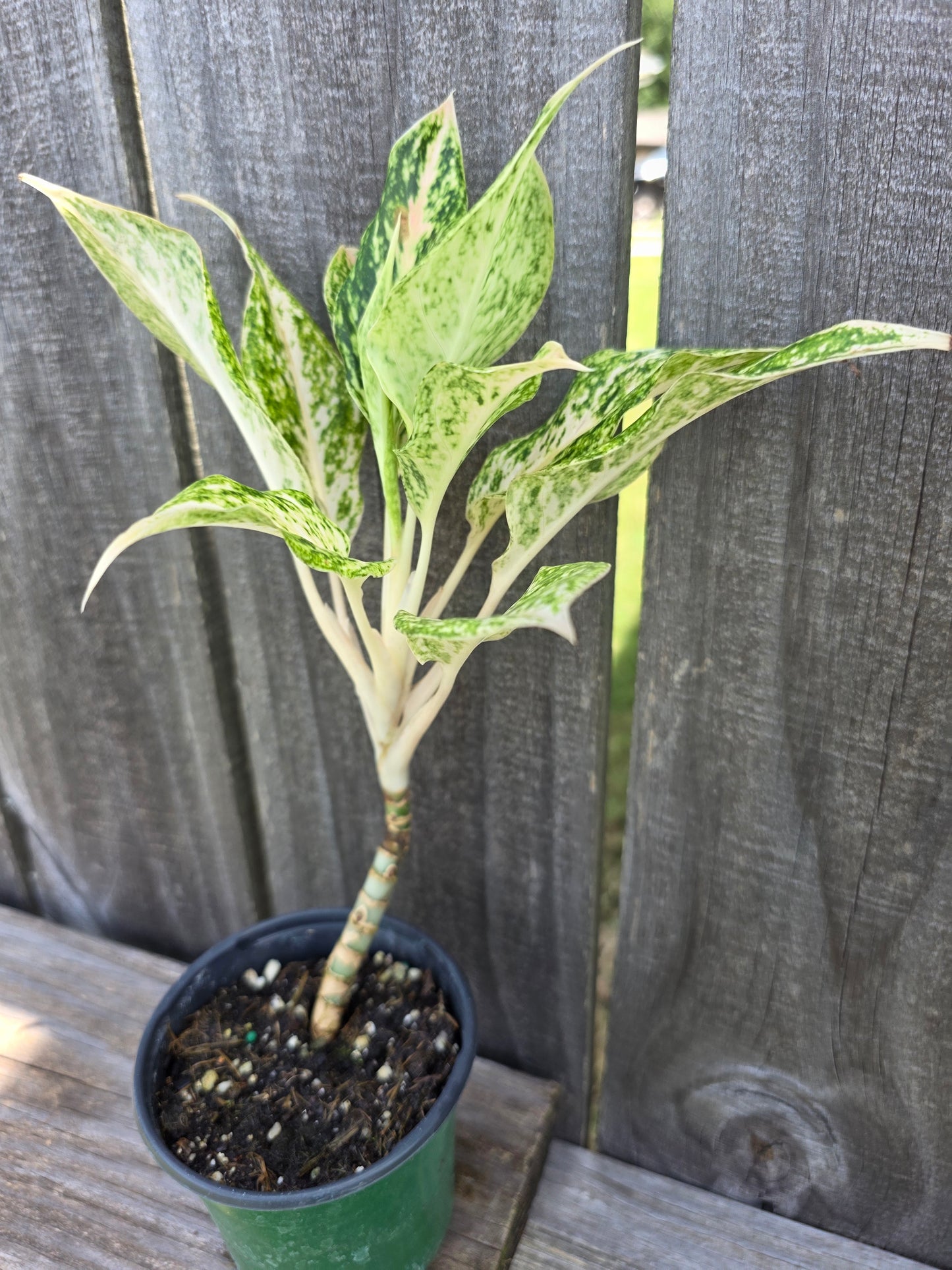 Aglaonema White Snow Dream