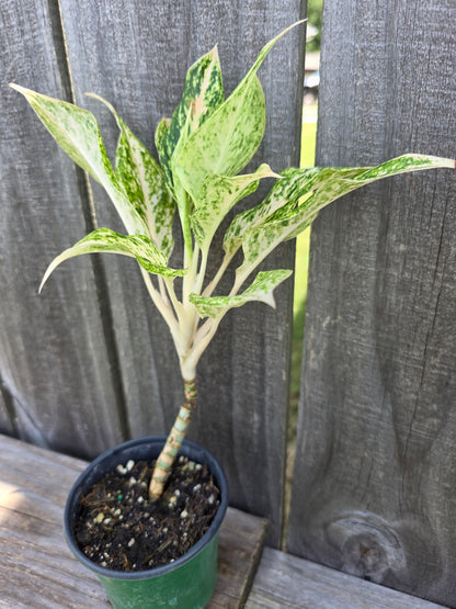Aglaonema White Snow Dream