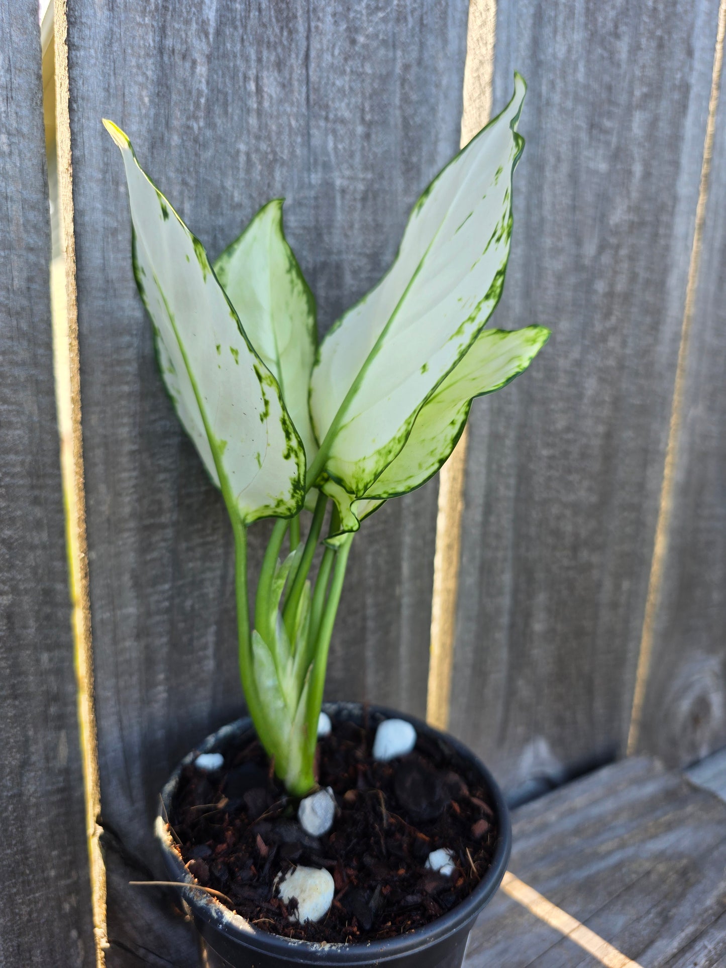 Aglaonema Super White 4"