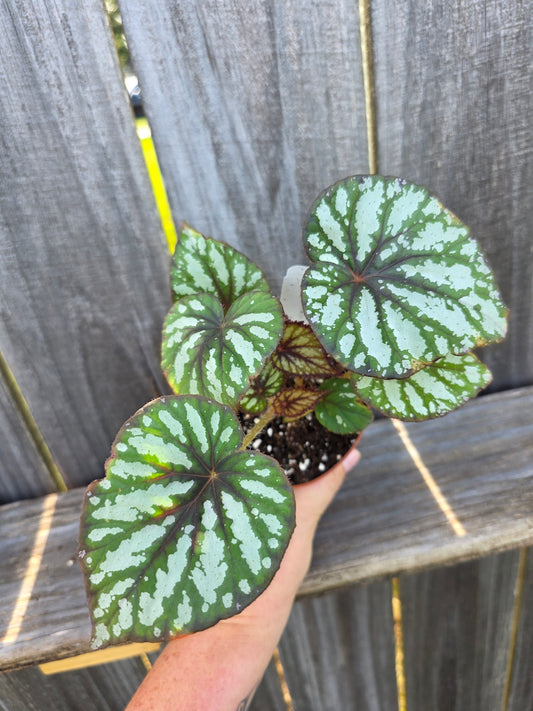 Begonia Steve's Leaves Fang 4"