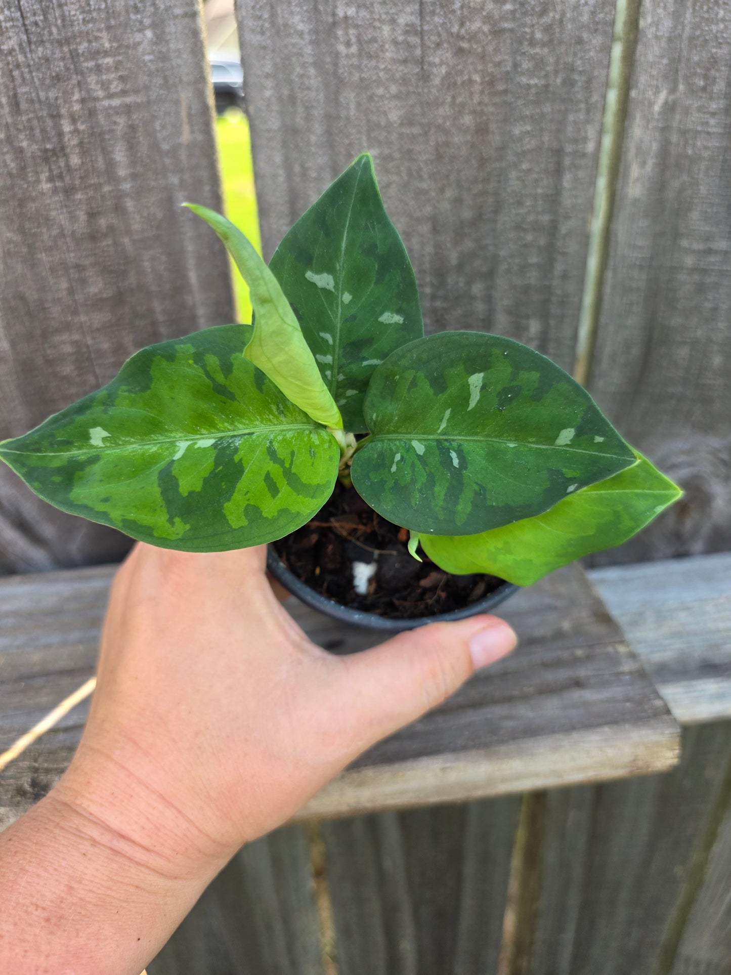 Aglaonema Pictum Tricolor 4"