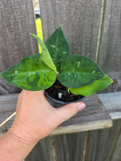 Aglaonema Pictum Tricolor 4"