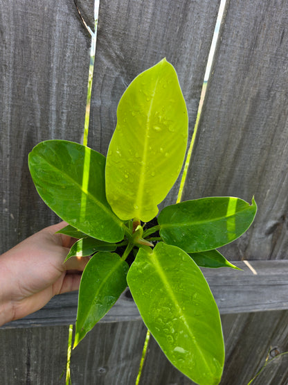 Philodendron Moonlight