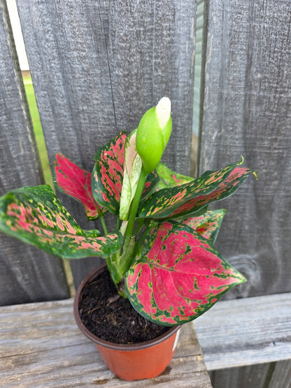 Aglaonema Richard 4"