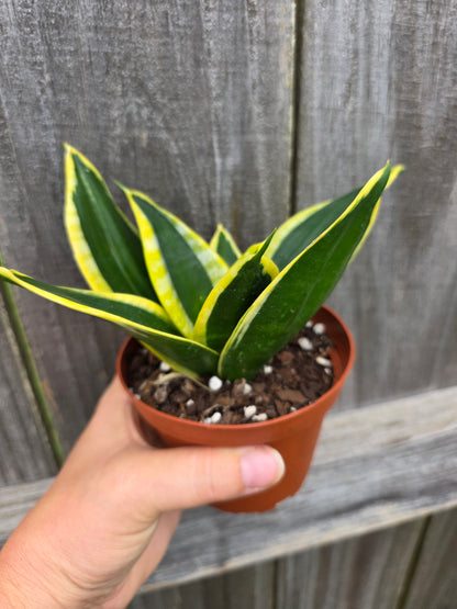 Sansevieria Golden Hahnii