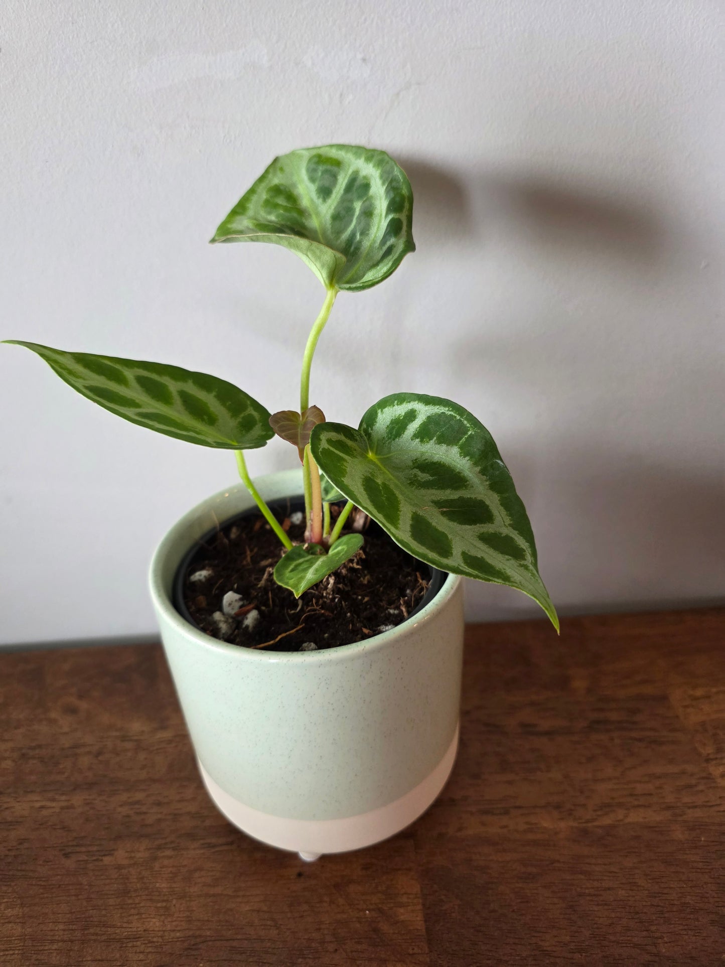 Anthurium Silver Blush