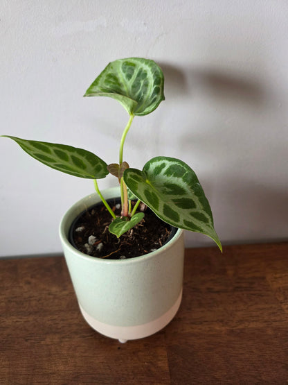 Anthurium Silver Blush