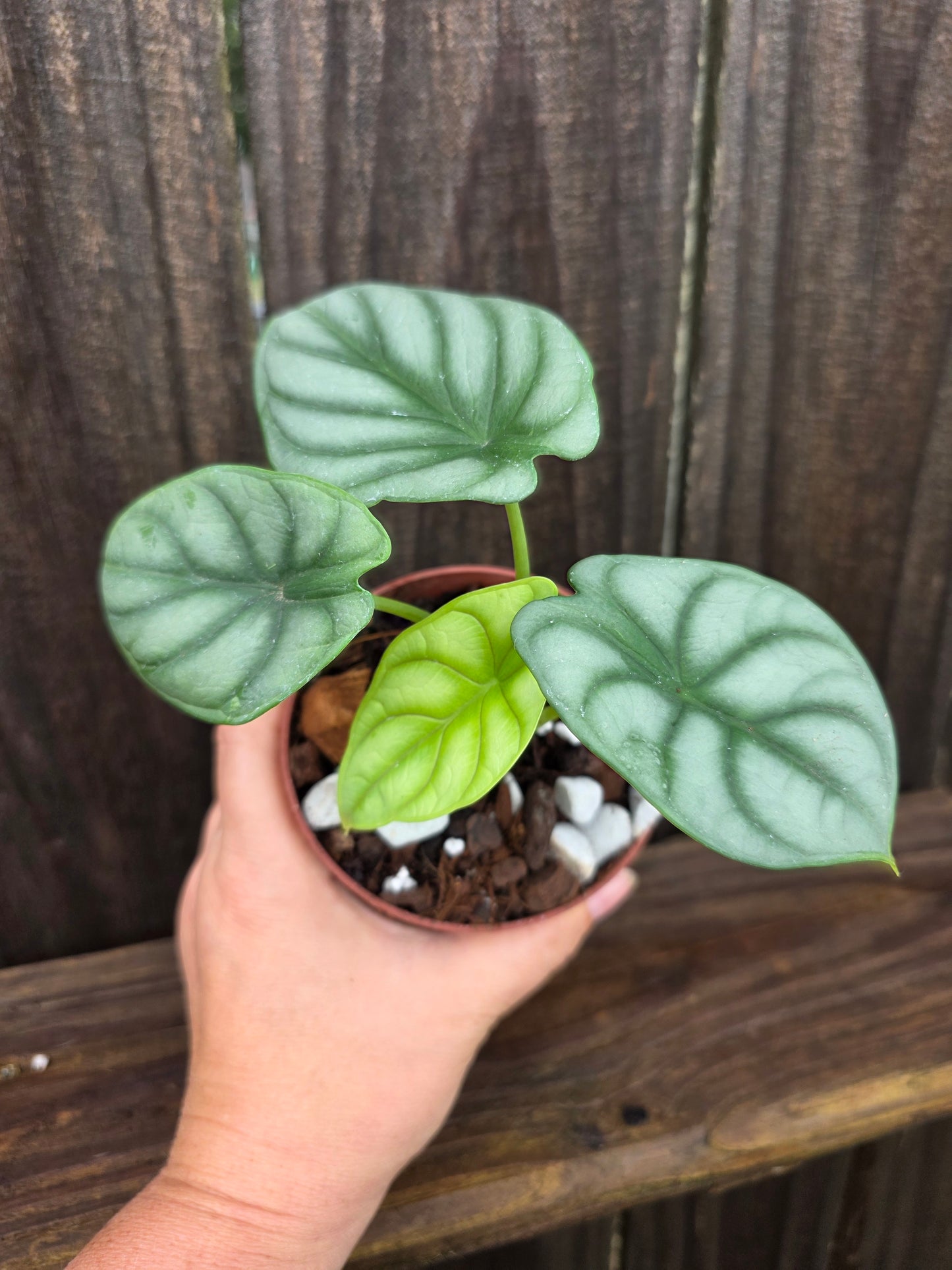 Alocasia Silver Dragon