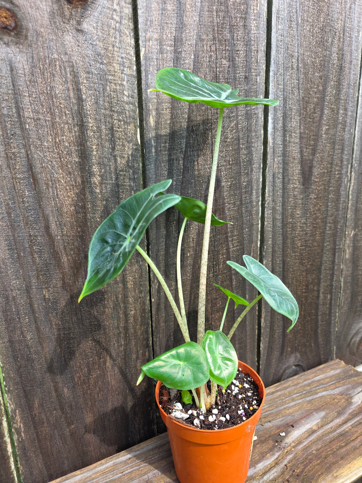Alocasia Ivory Coast