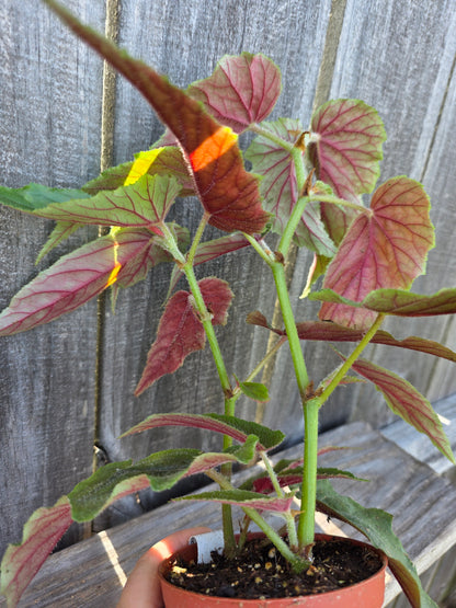 Begonia Harmony's Ginny 4"