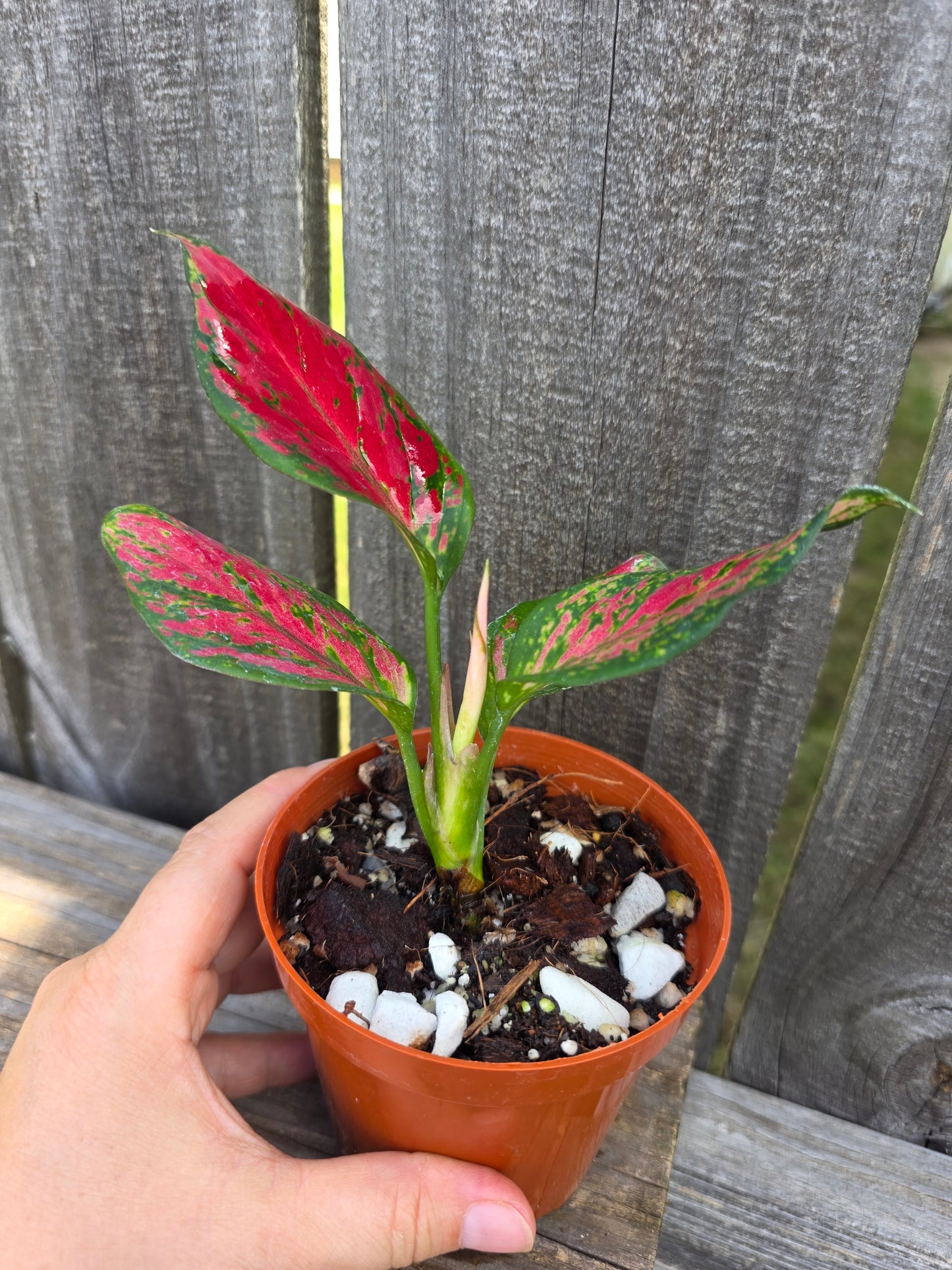 Aglaonema Very Red 4"