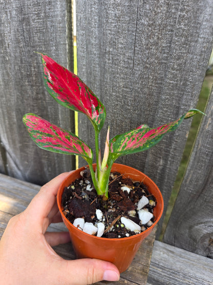 Aglaonema Very Red 4"