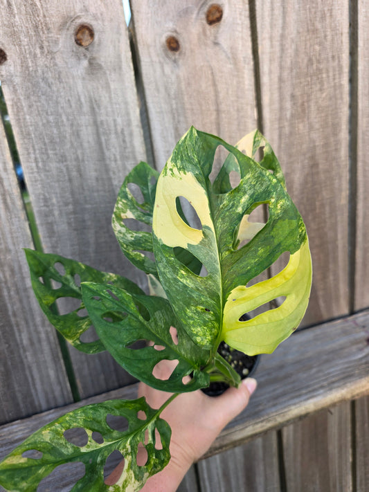Monstera Adansonii Aurea