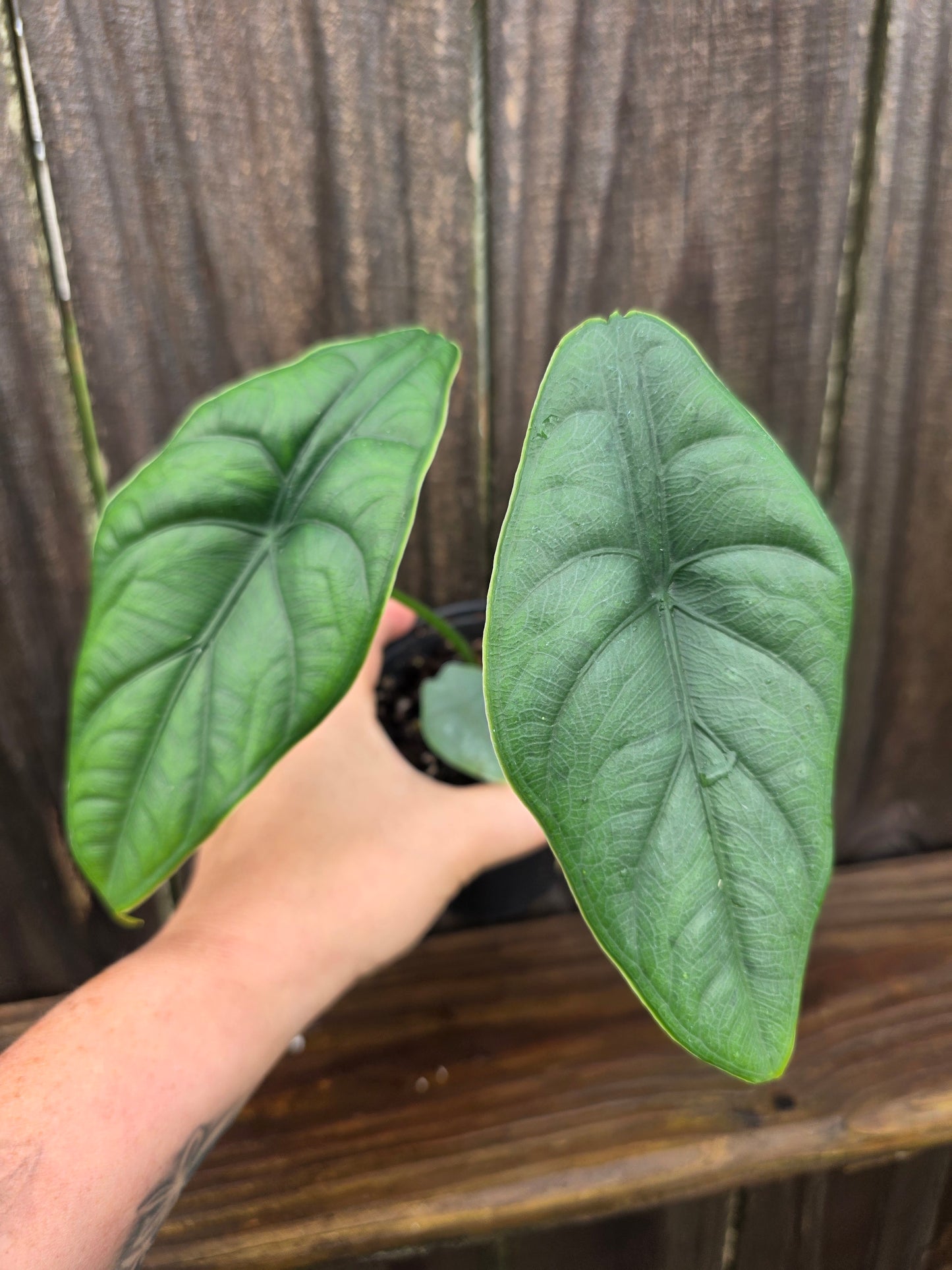 Alocasia Puncakborneensis