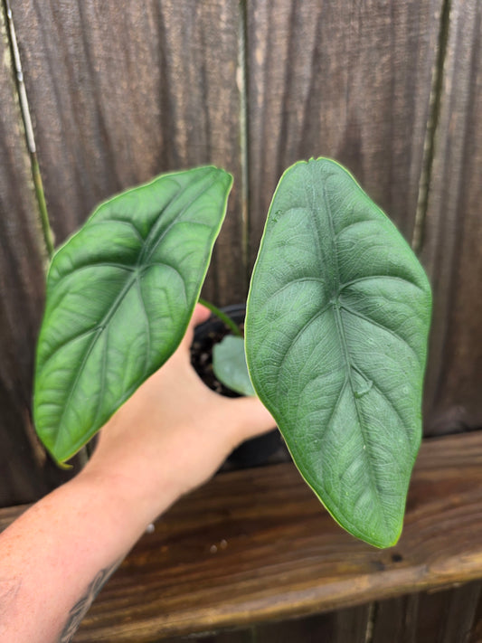 Alocasia Puncakborneensis