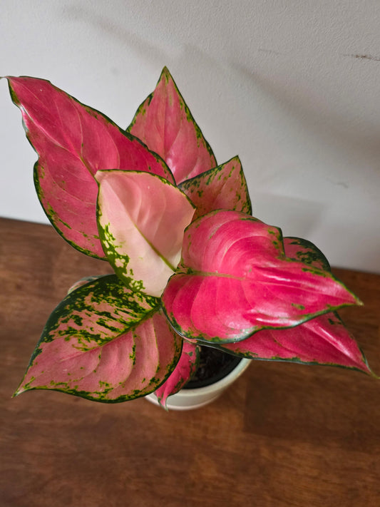 Aglaonema Lady Valentine