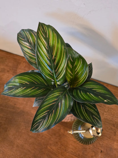 Calathea Ornata (Pinstripe)