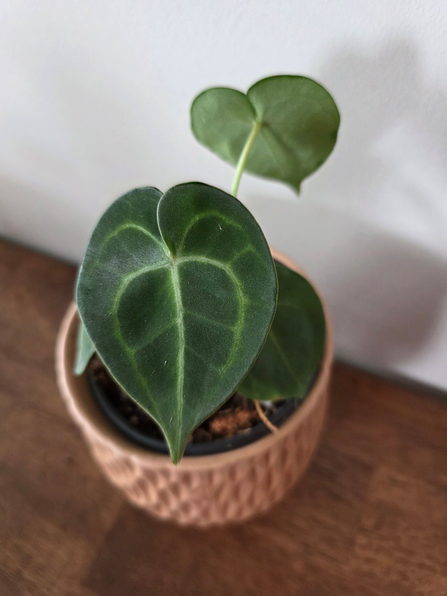 Anthurium Clarinervium