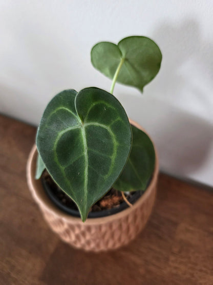 Anthurium Clarinervium